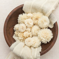 Chrysanthemum