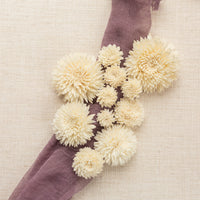 Chrysanthemum
