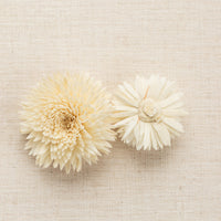 Chrysanthemum