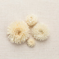 Chrysanthemum
