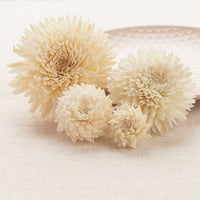 Chrysanthemum