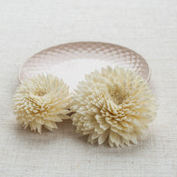 Chrysanthemum LOL