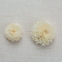 Chrysanthemum LOL