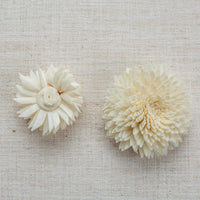 Chrysanthemum LOL