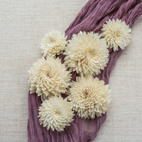 Chrysanthemum LOL