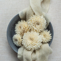 Chrysanthemum LOL